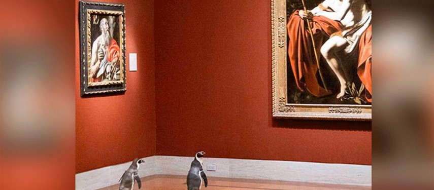 Read more about the article Penguins get treated to art in empty US museum